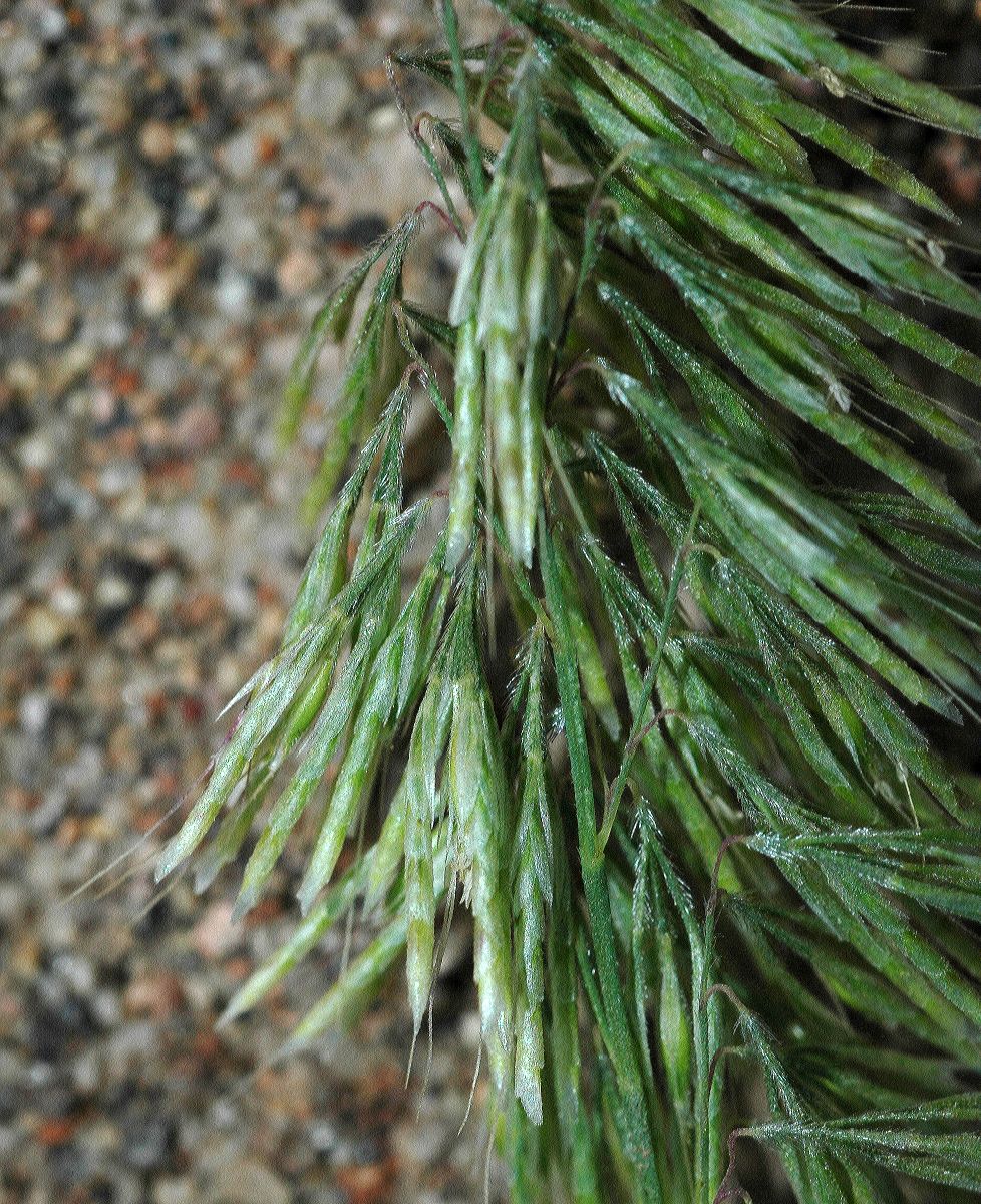 Poaceae Lamarckia aurea