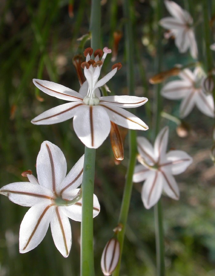 Asphodelaceae Asphodelus albus