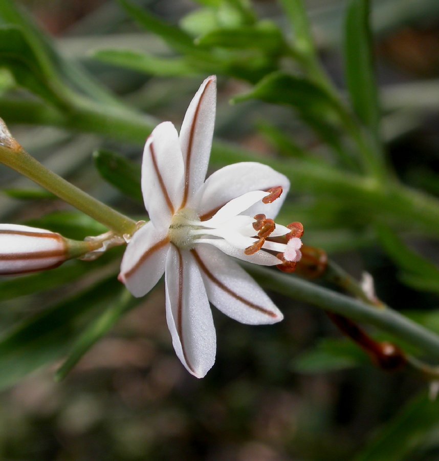 Asphodelaceae Asphodelus albus