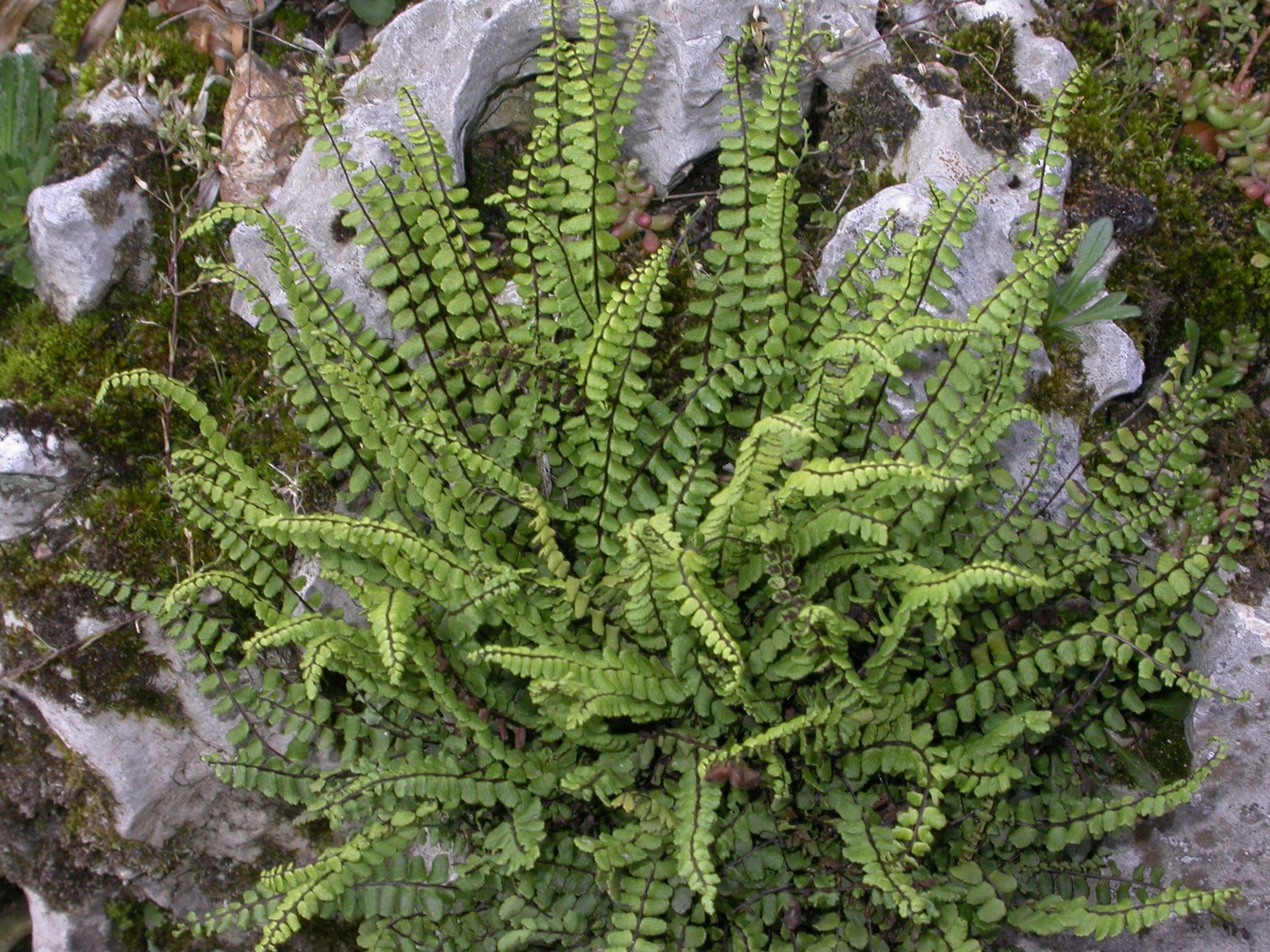 Aspleniaceae Asplenium trichomes