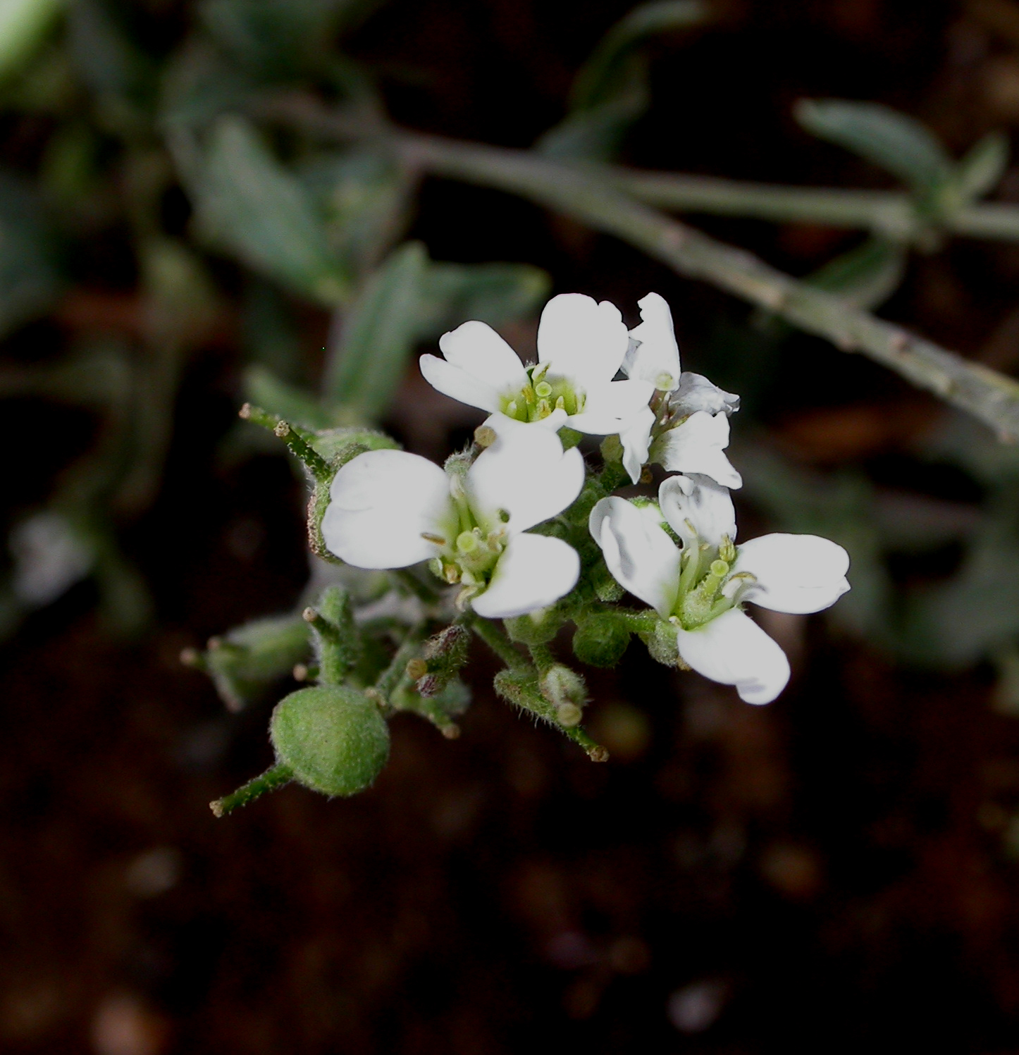 Brassicaceae Berteroa icana