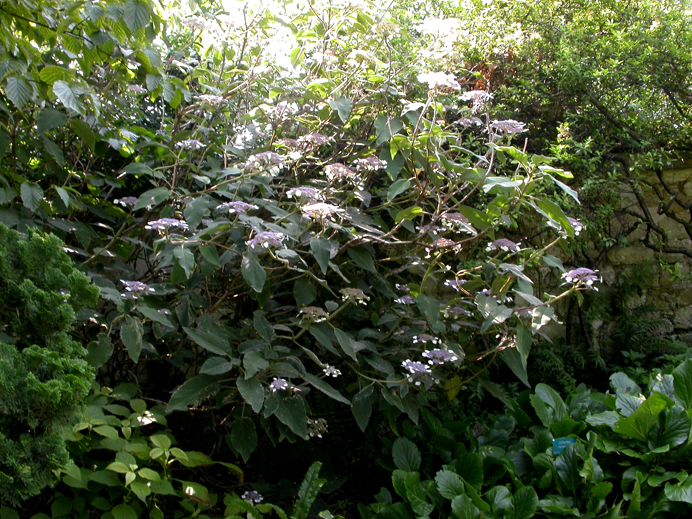 Hydrangeaceae Hydrangea 