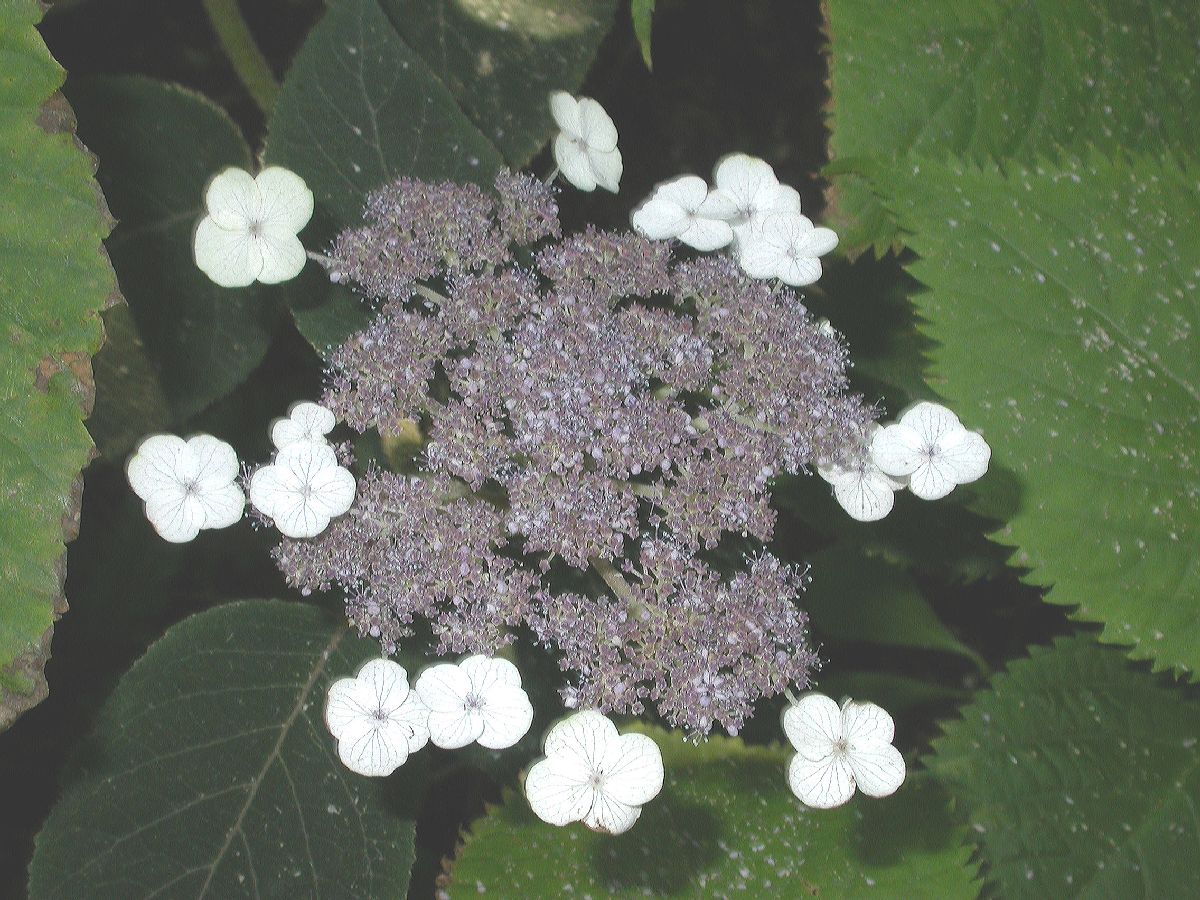Hydrangeaceae Hydrangea 