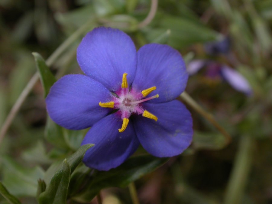 Primulaceae Anagallis runelli
