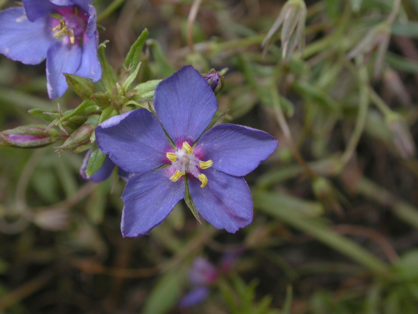 Primulaceae Anagallis runelli