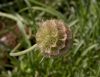 image of Scabiosa graminifolia