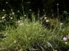 image of Scabiosa graminifolia