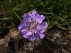 image of Scabiosa graminifolia