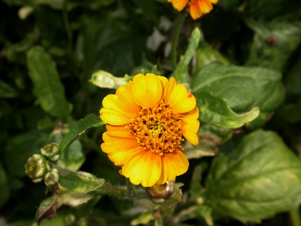 Asteraceae Tridax lobata