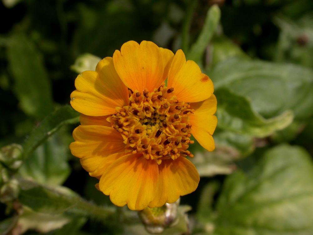 Asteraceae Tridax lobata