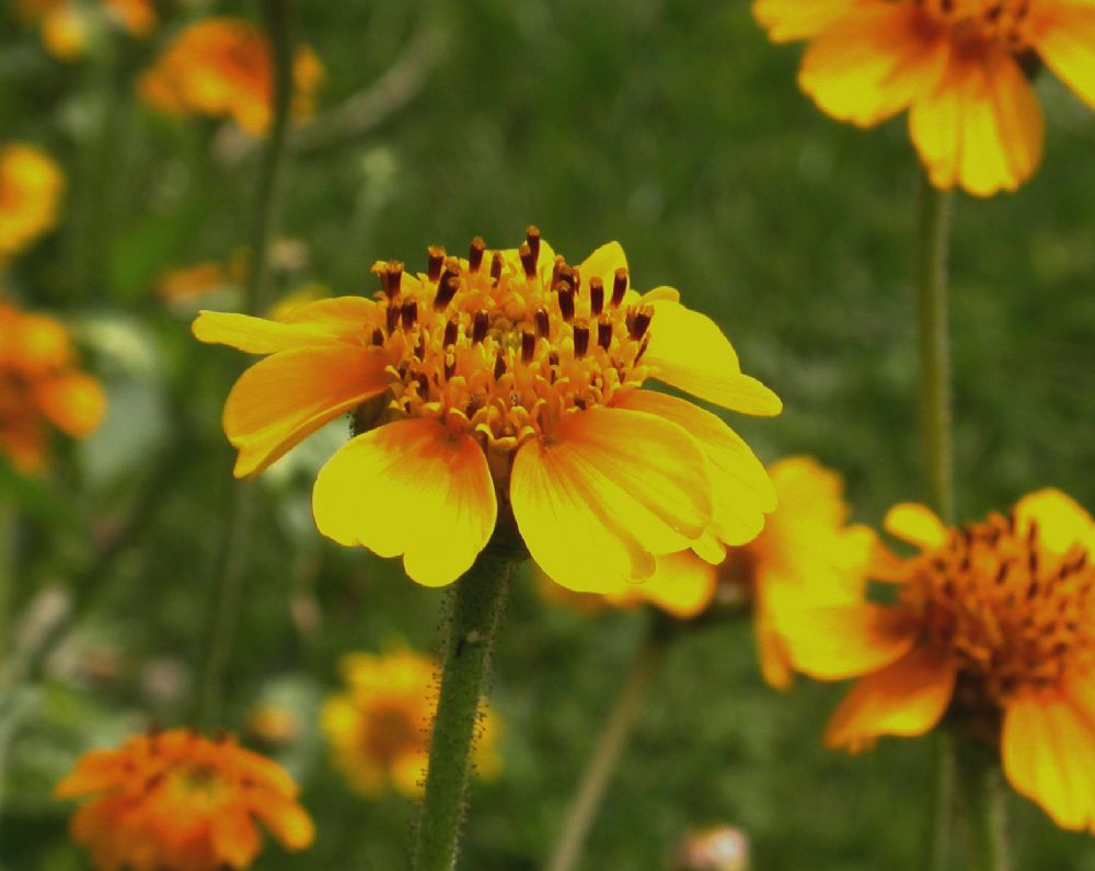 Asteraceae Tridax lobata