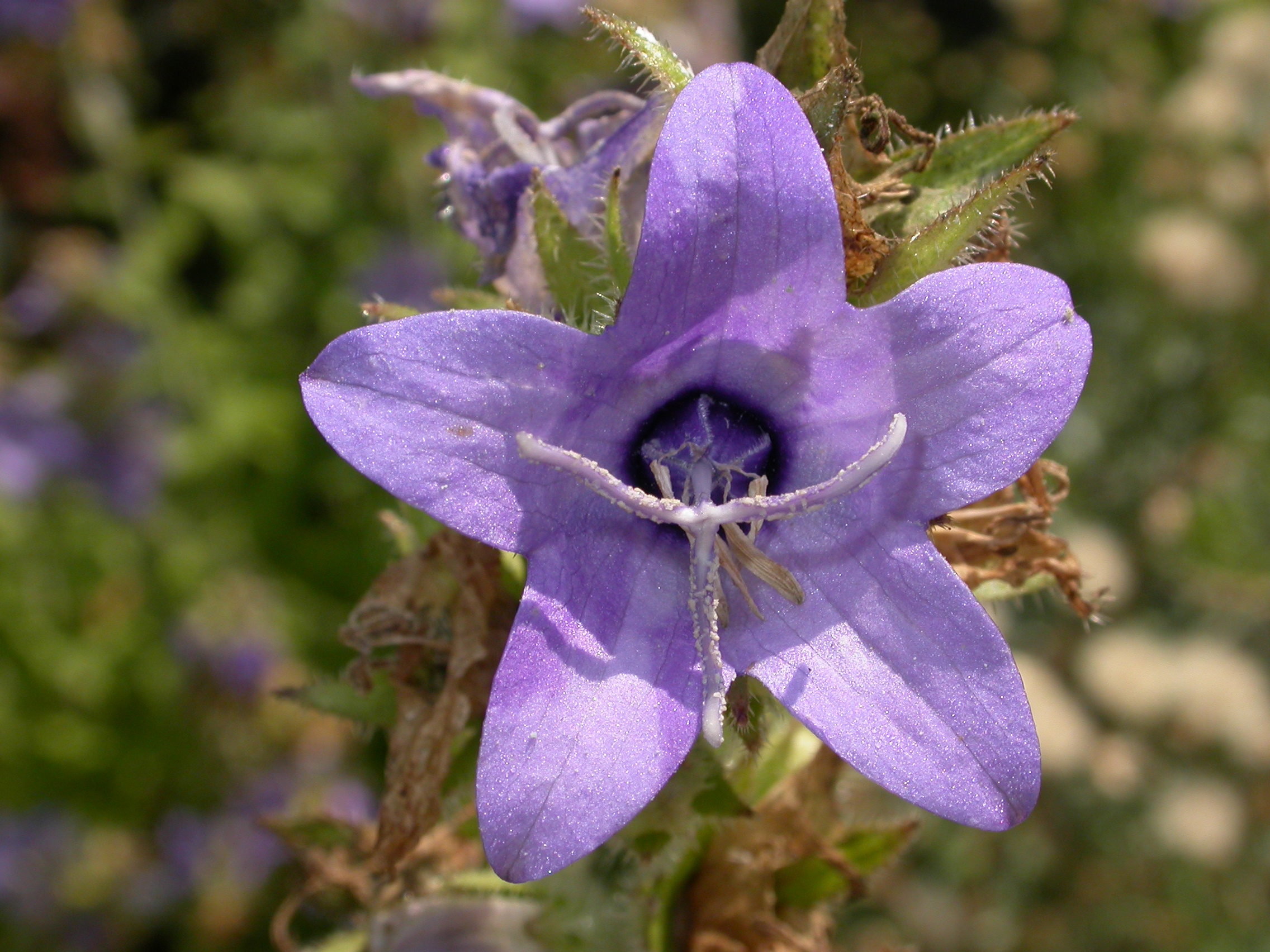 Campanulaceae Campanula primulaefolia