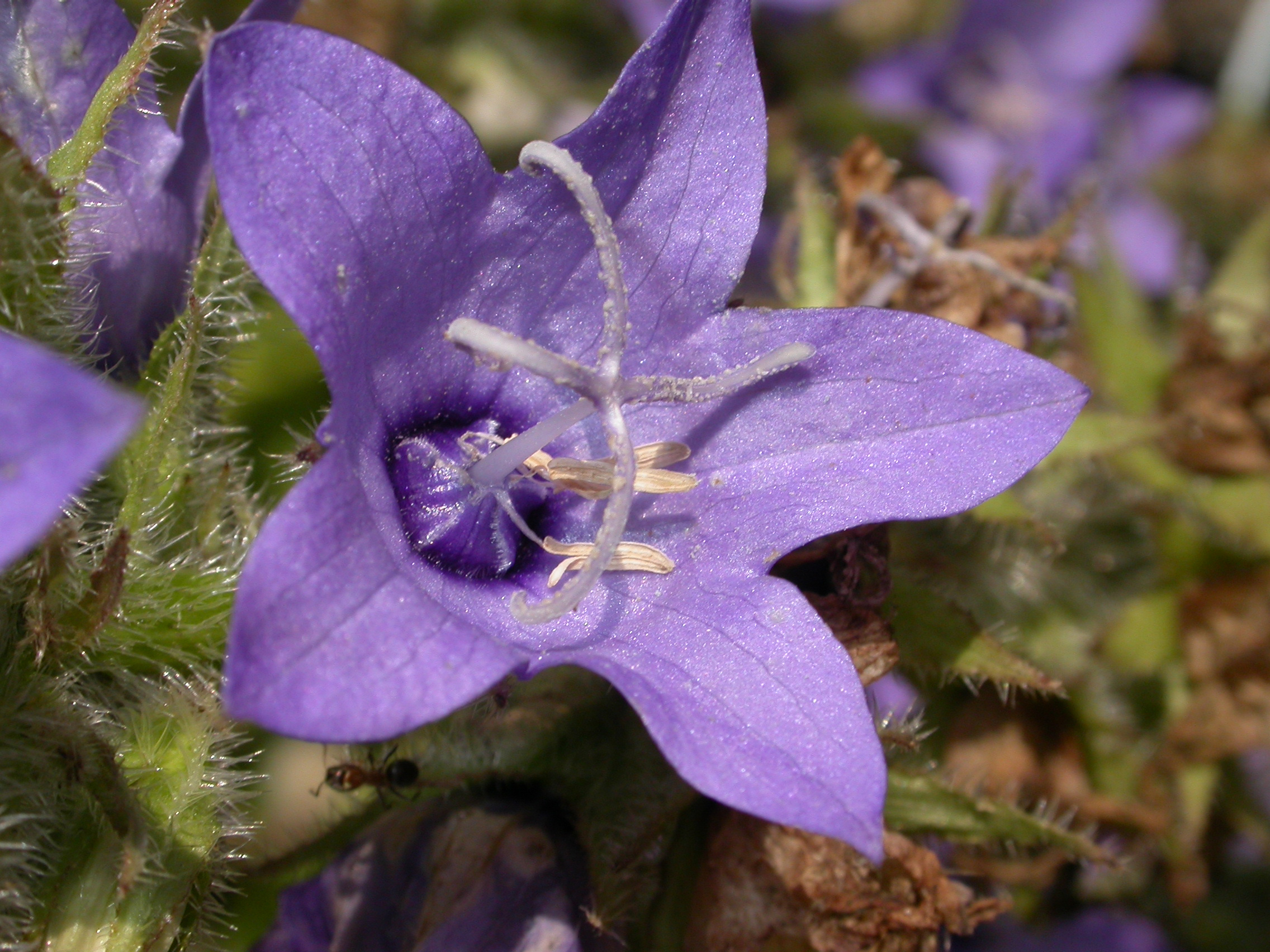 Campanulaceae Campanula primulaefolia