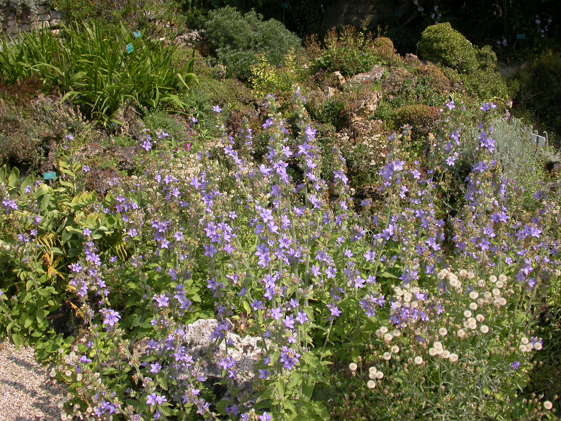 Campanulaceae Campanula primulaefolia