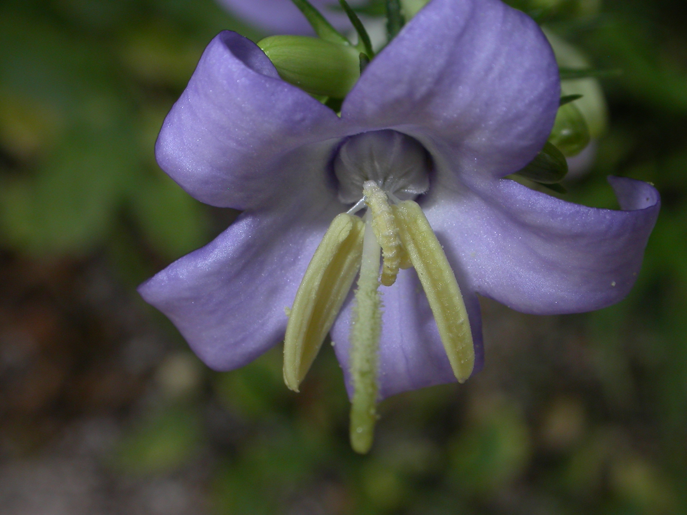 Campanulaceae Campanula pyramidalis
