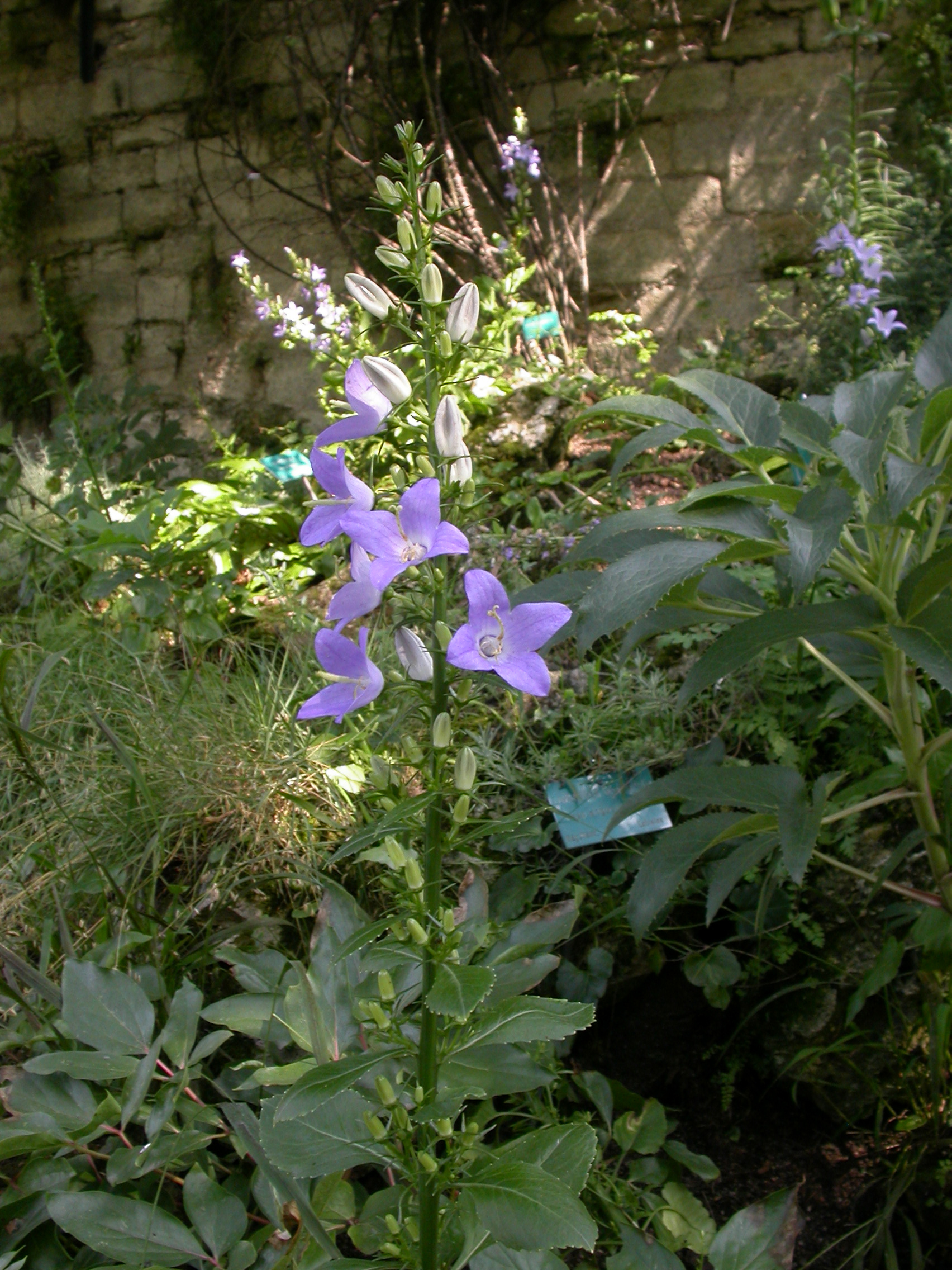 Campanulaceae Campanula pyramidalis