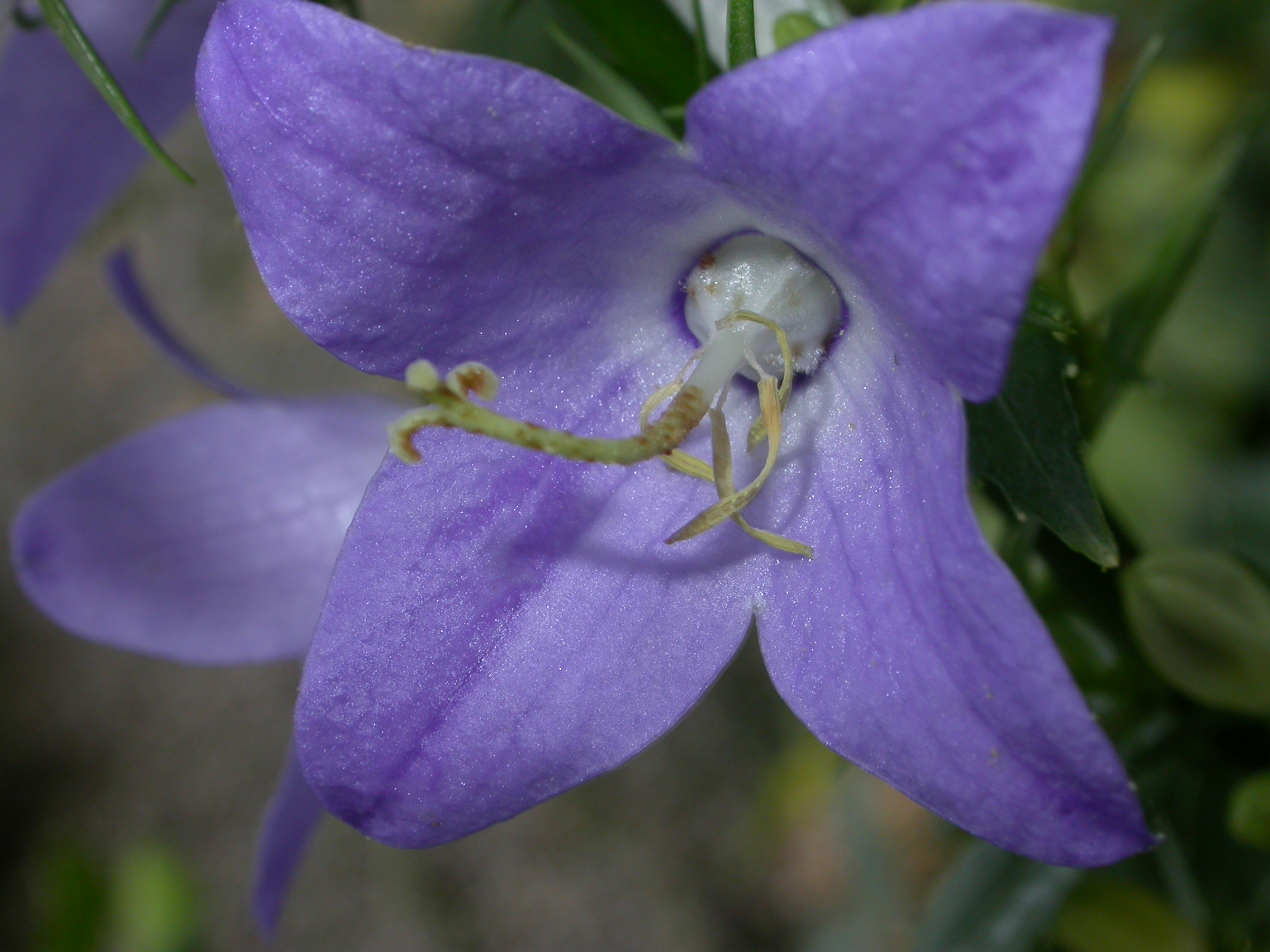 Campanulaceae Campanula pyramidalis