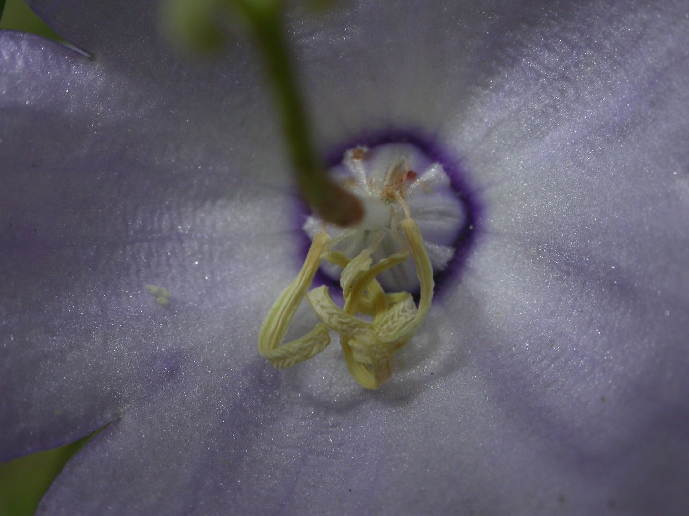 Campanulaceae Campanula pyramidalis