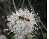 image of Cephalaria leucantha