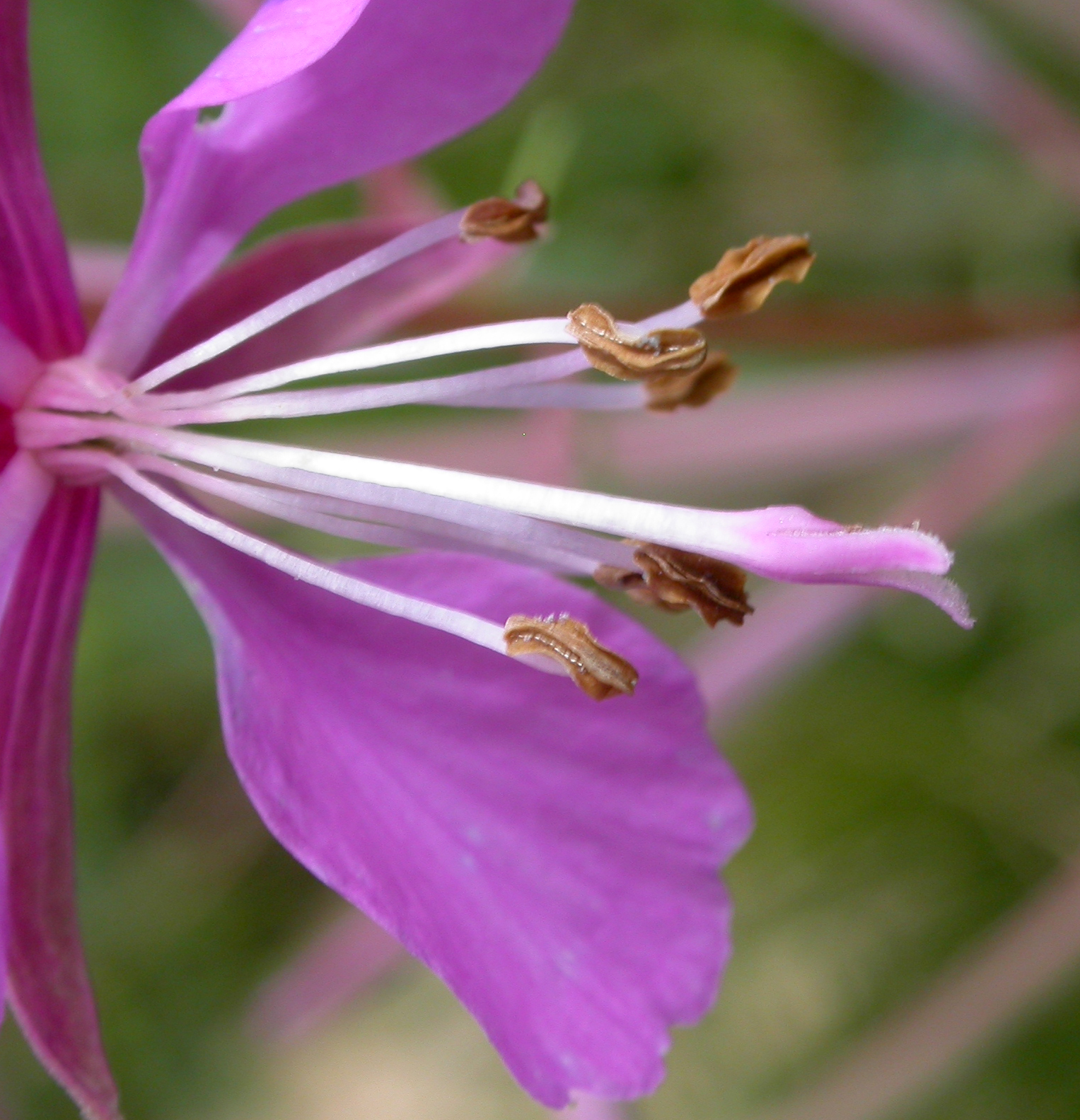 Onagraceae Epilobium angustifolium