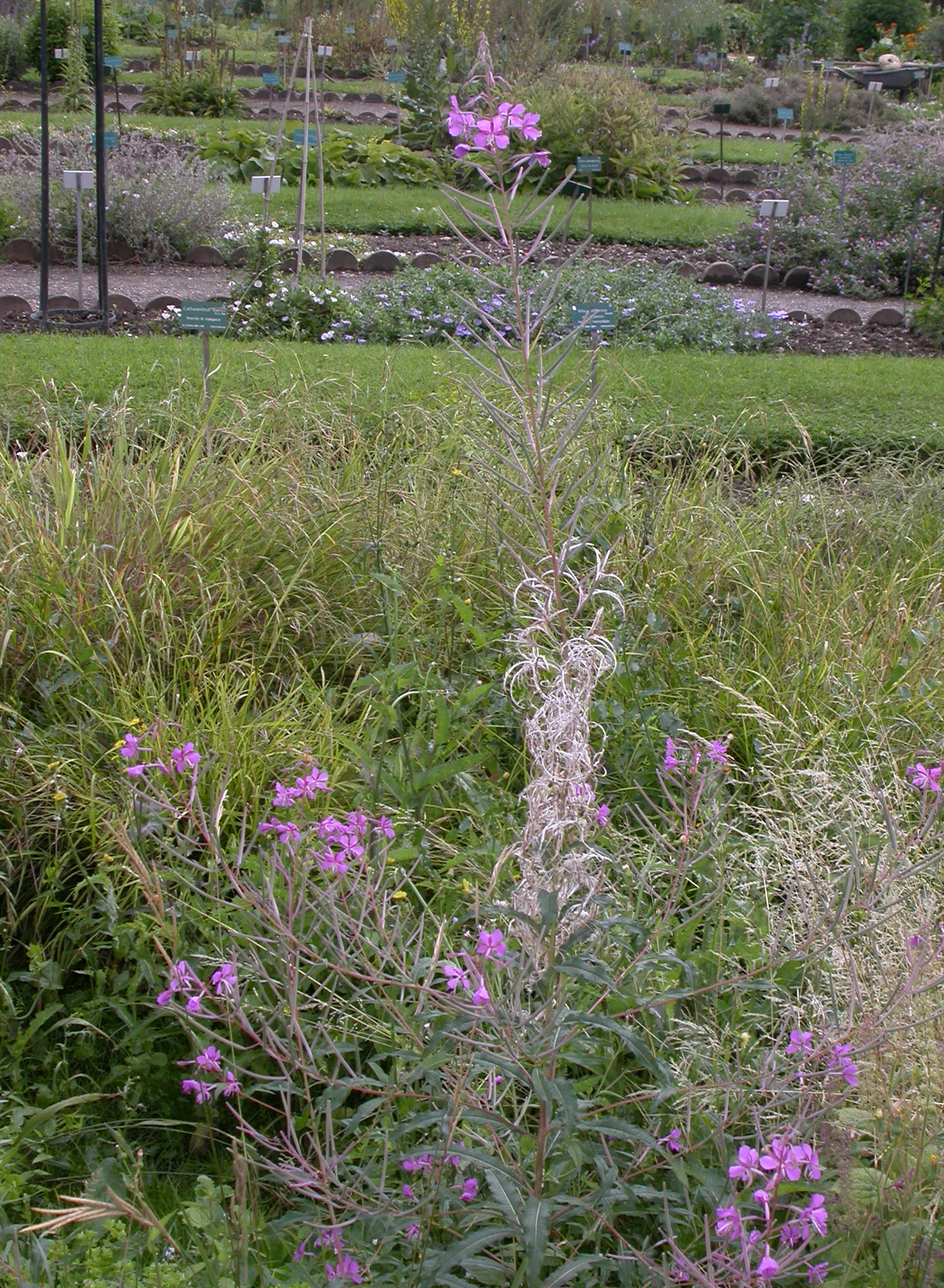 Onagraceae Epilobium angustifolium