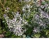 image of Eryngium varifolium