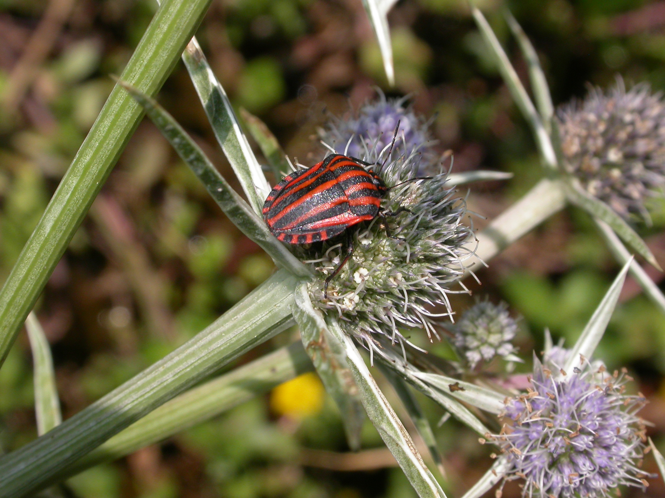 Scutelleridae Graphasoma lineatum