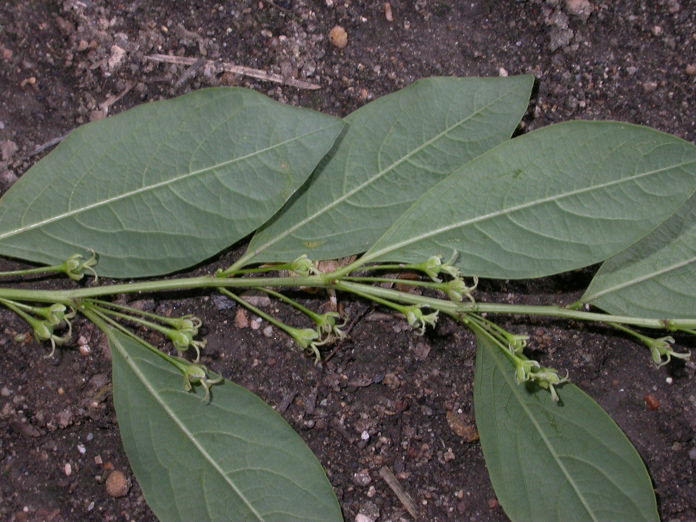 Euphorbiaceae Euphorbia amygdaloides