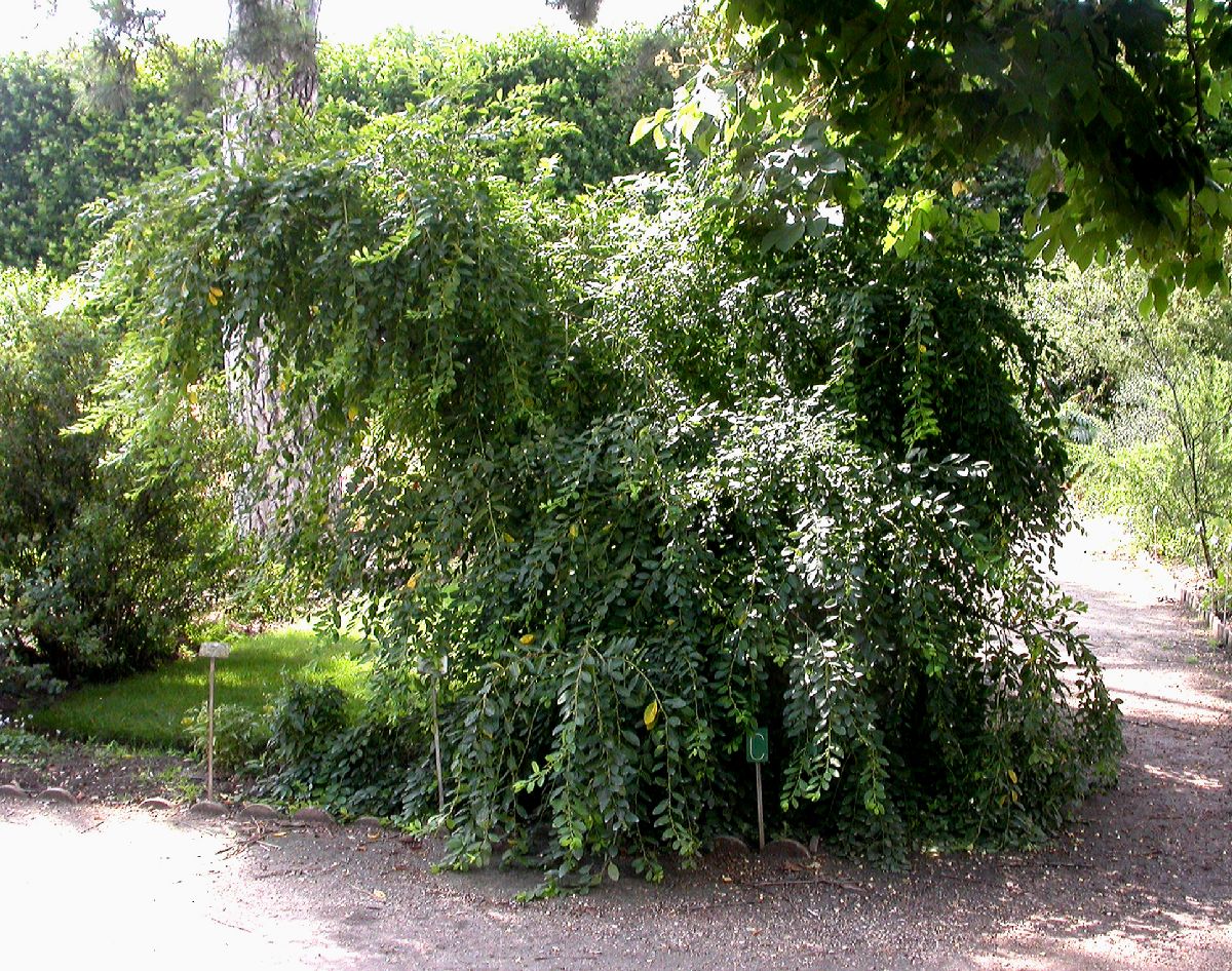 Euphorbiaceae Euphorbia amygdaloides