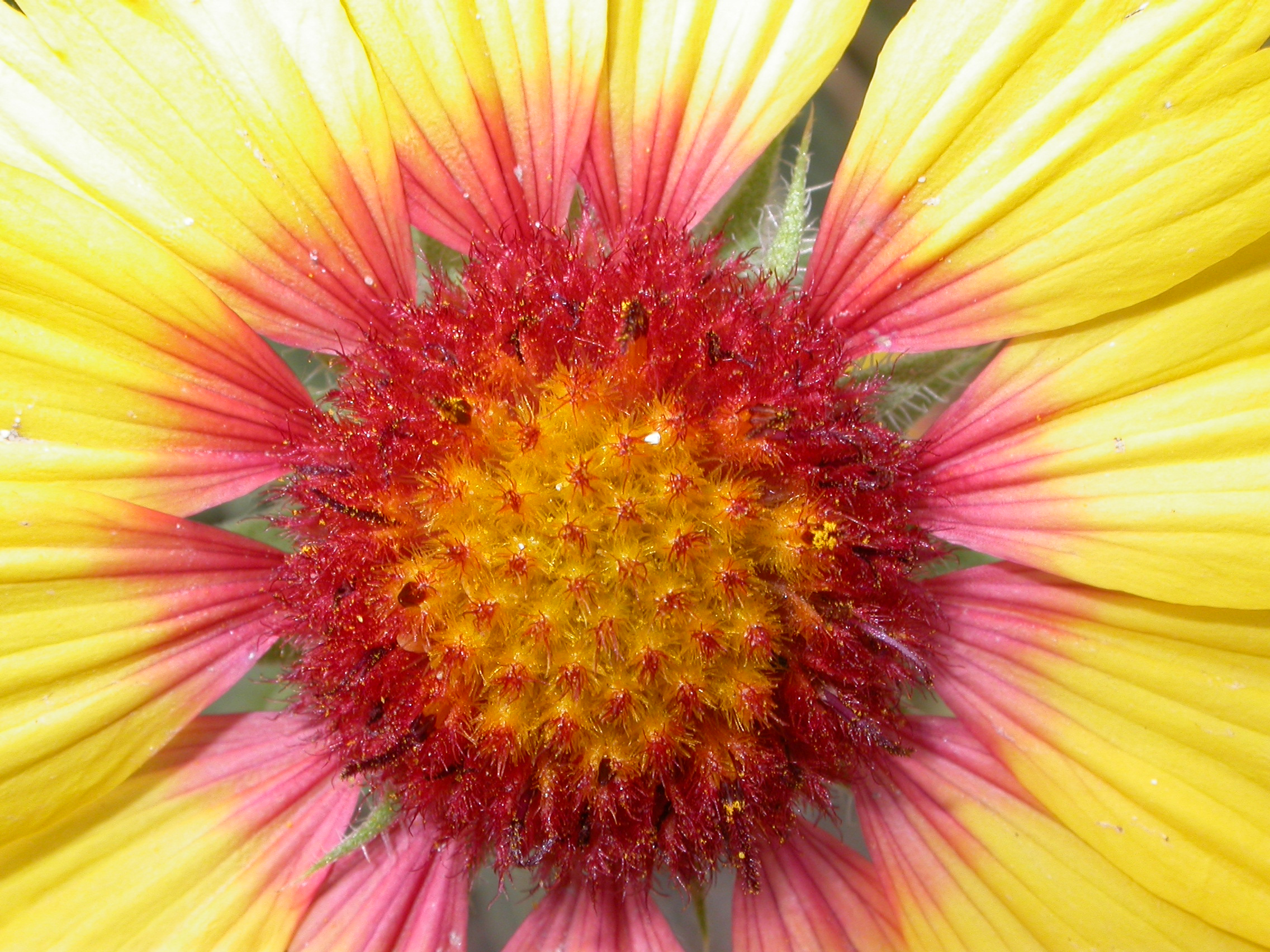 Asteraceae Gaillardia aristata