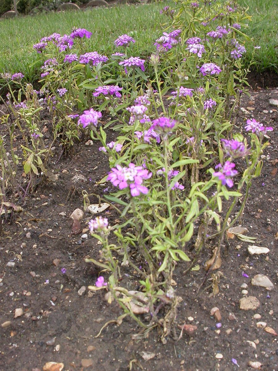 Brassicaceae Iberis umbellata