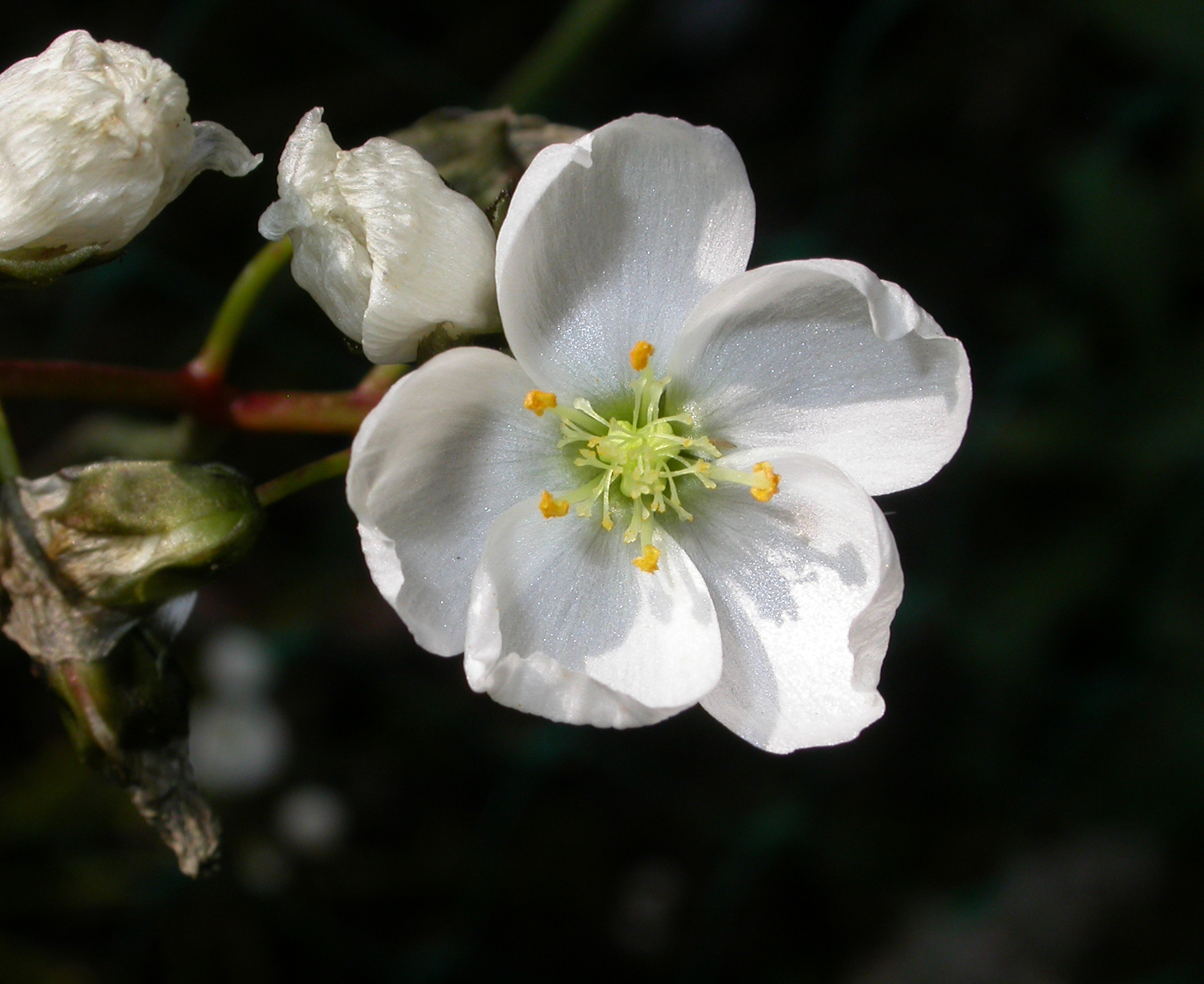 Caryophyllaceae Minuartia capillacea
