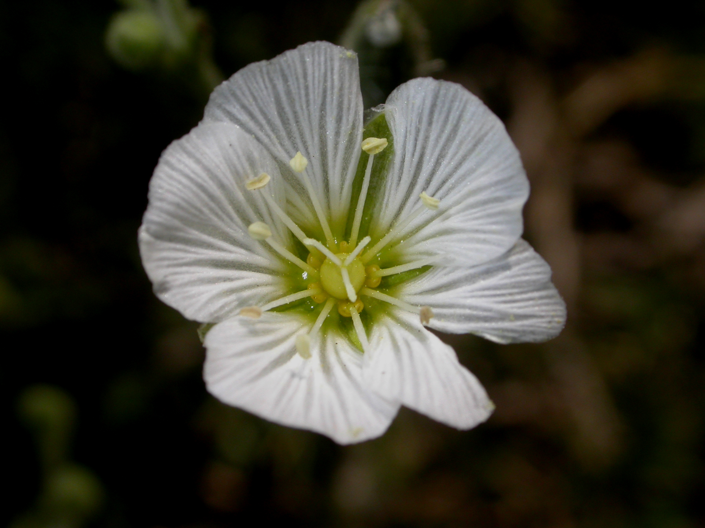 Caryophyllaceae Minuartia capillacea