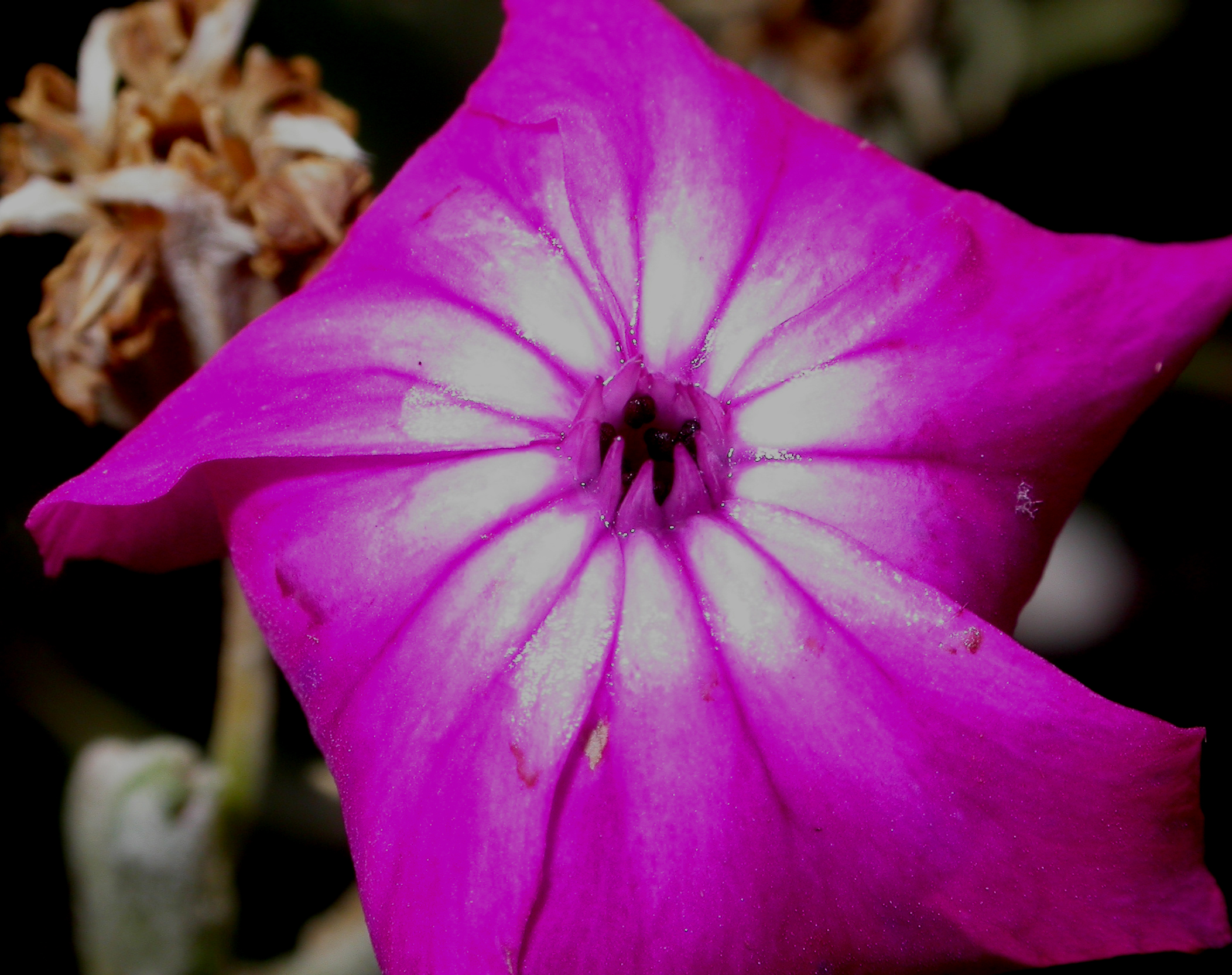 Caryophyllaceae Lychnis coronaria