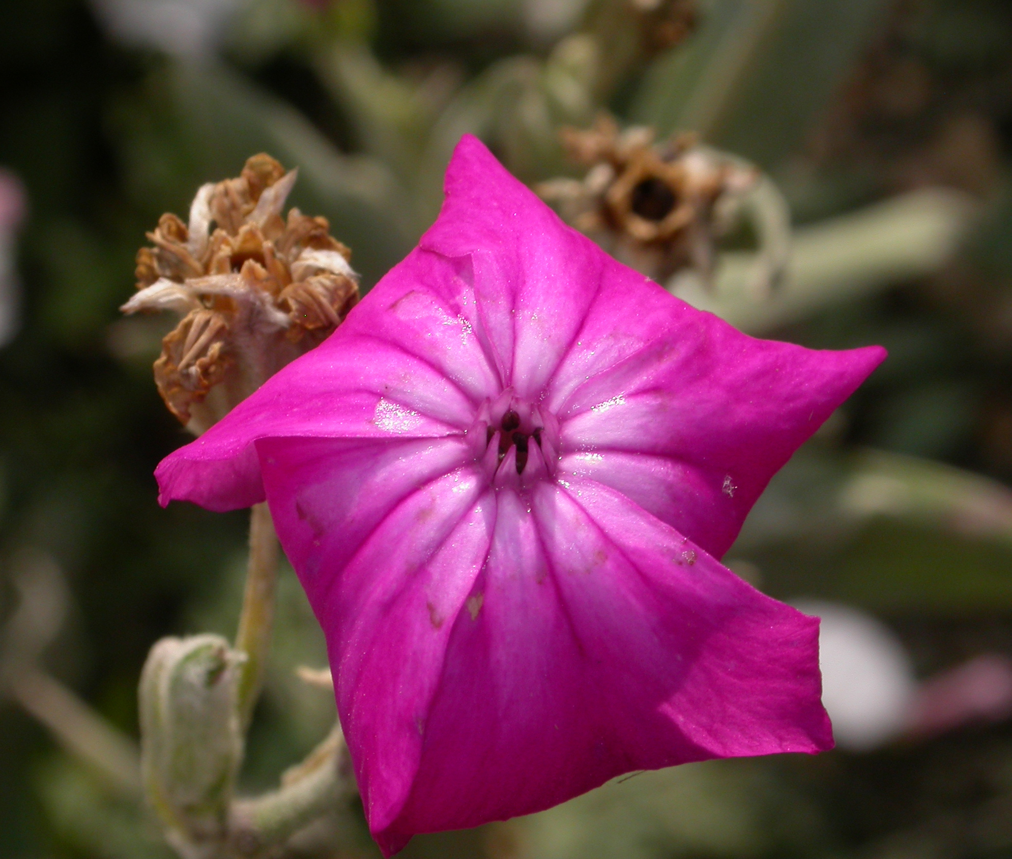 Caryophyllaceae Lychnis coronaria