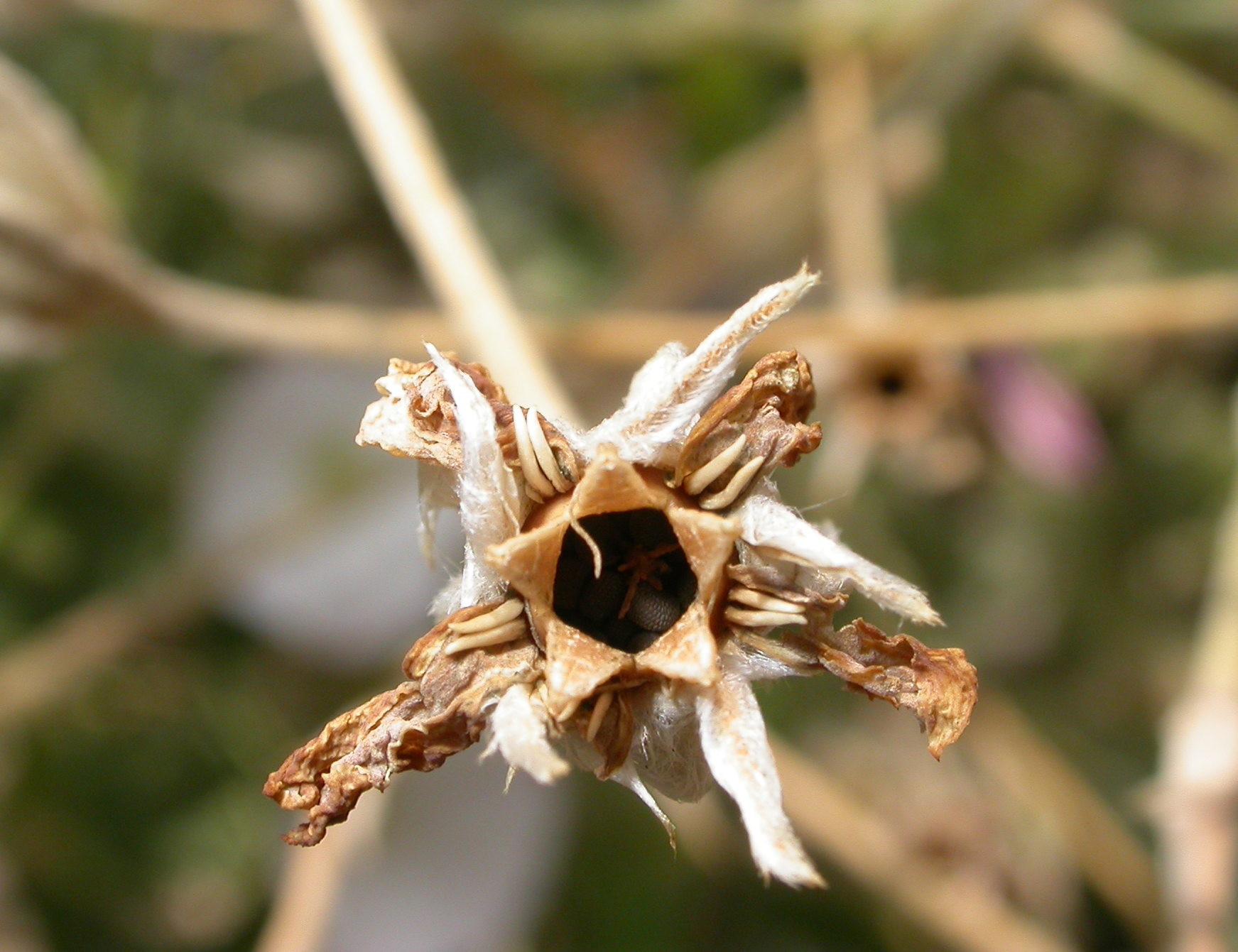 Caryophyllaceae Lychnis coronaria