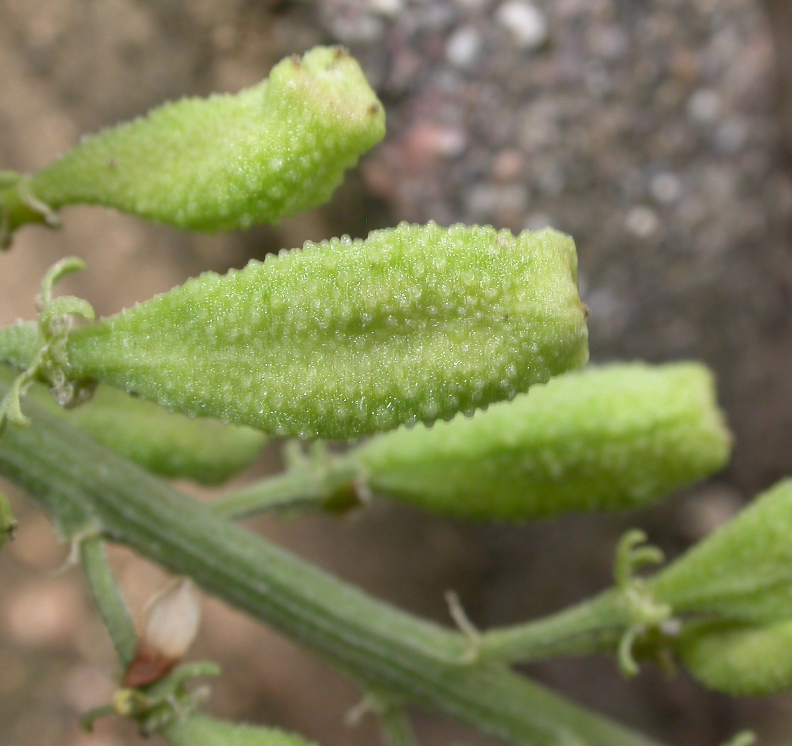 Resedaceae Reseda lutea