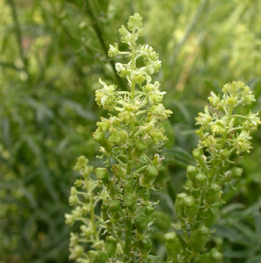 Resedaceae Reseda lutea