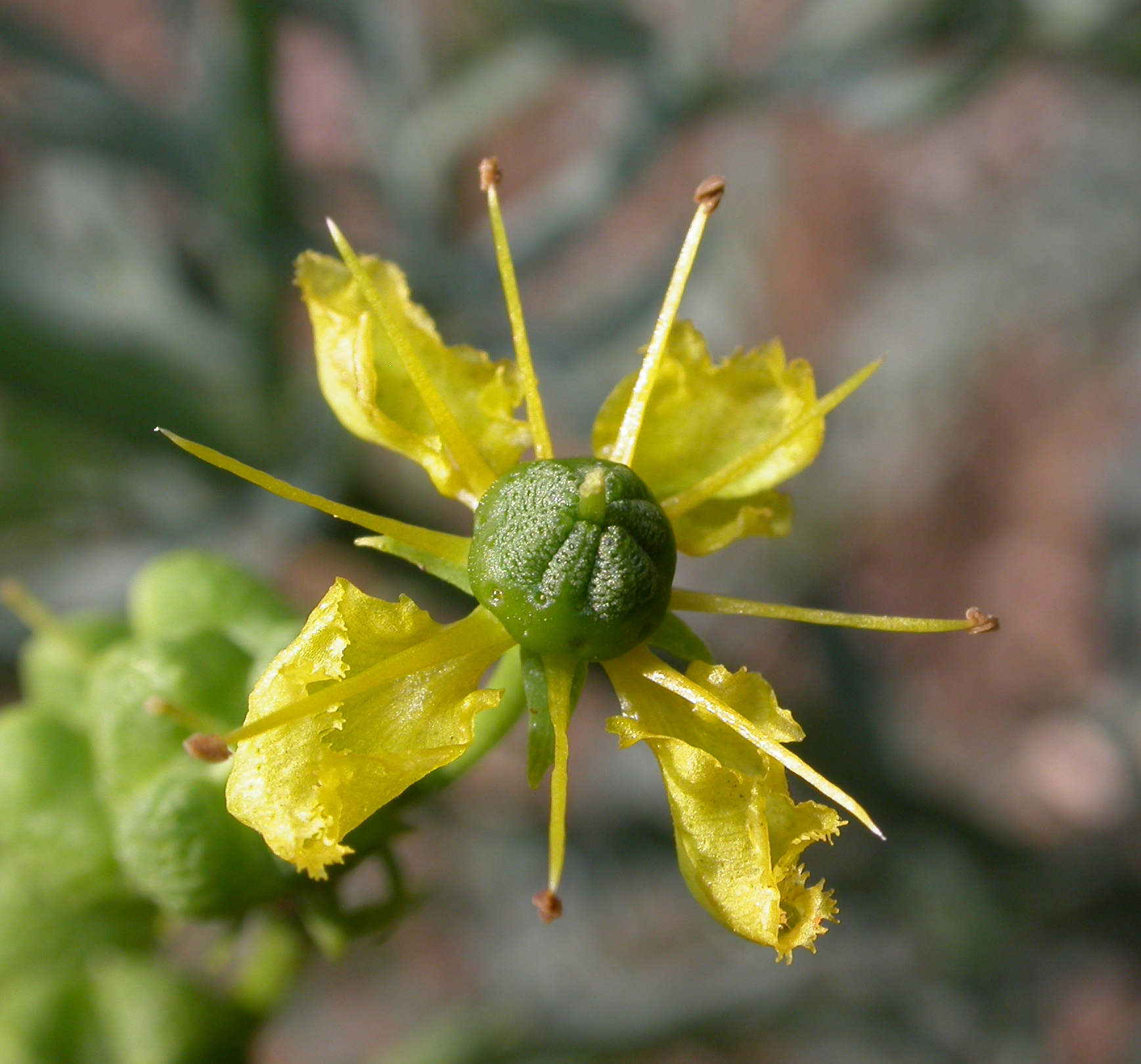 Rutaceae Ruta graveolens