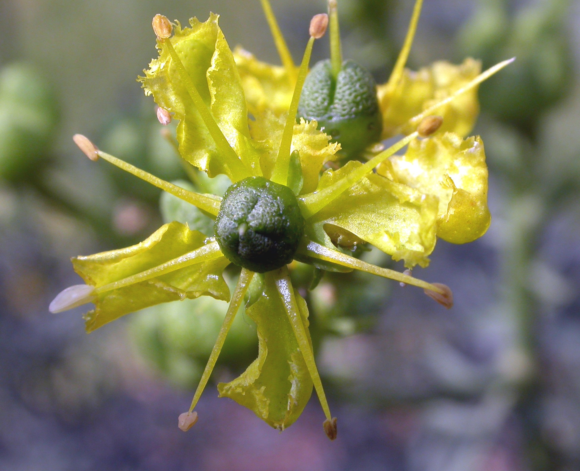 Rutaceae Ruta graveolens