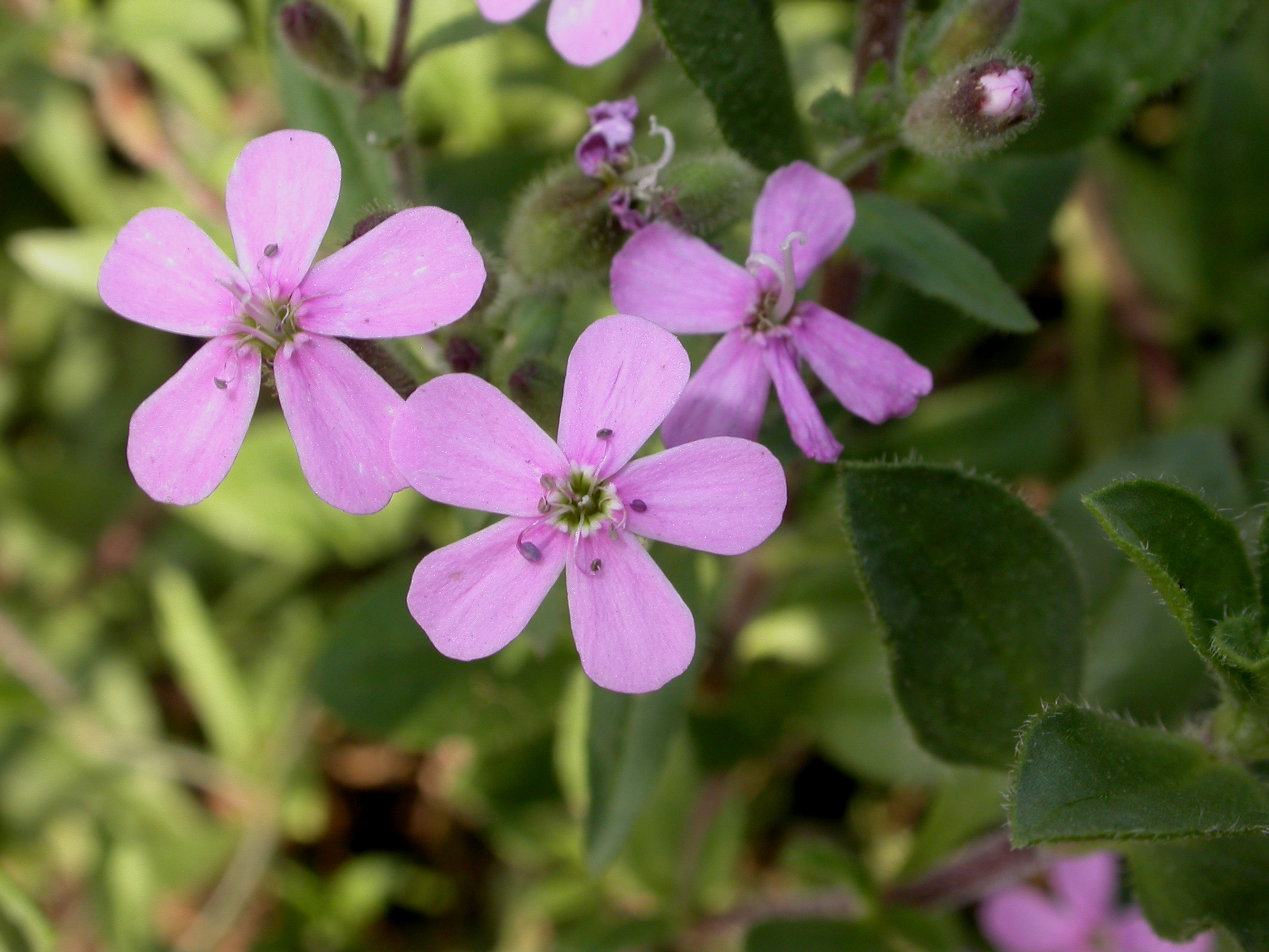 Caryophyllaceae Saponaria ocymoides