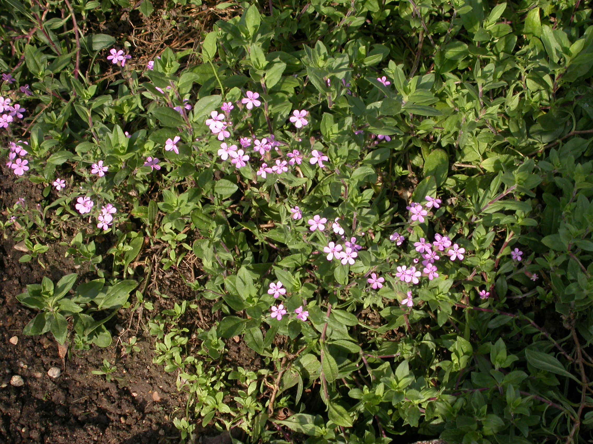 Caryophyllaceae Saponaria ocymoides
