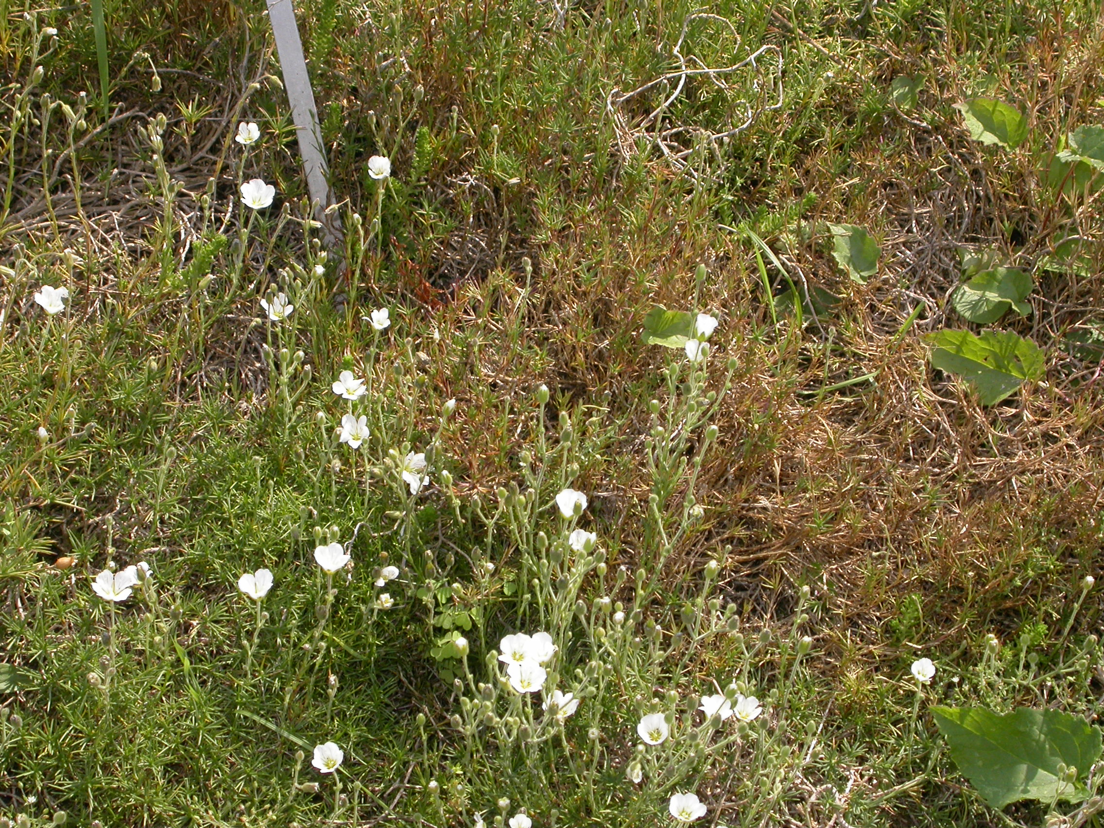 Caryophyllaceae Minuartia capillacea