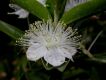 image of Myrtus communis