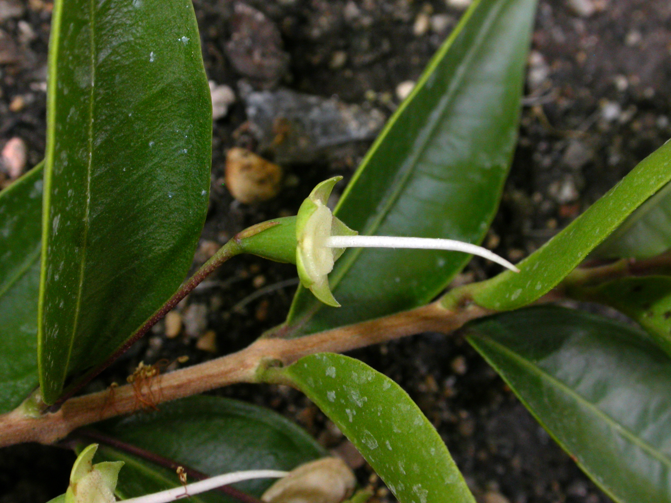 Myrtaceae Myrtus communis