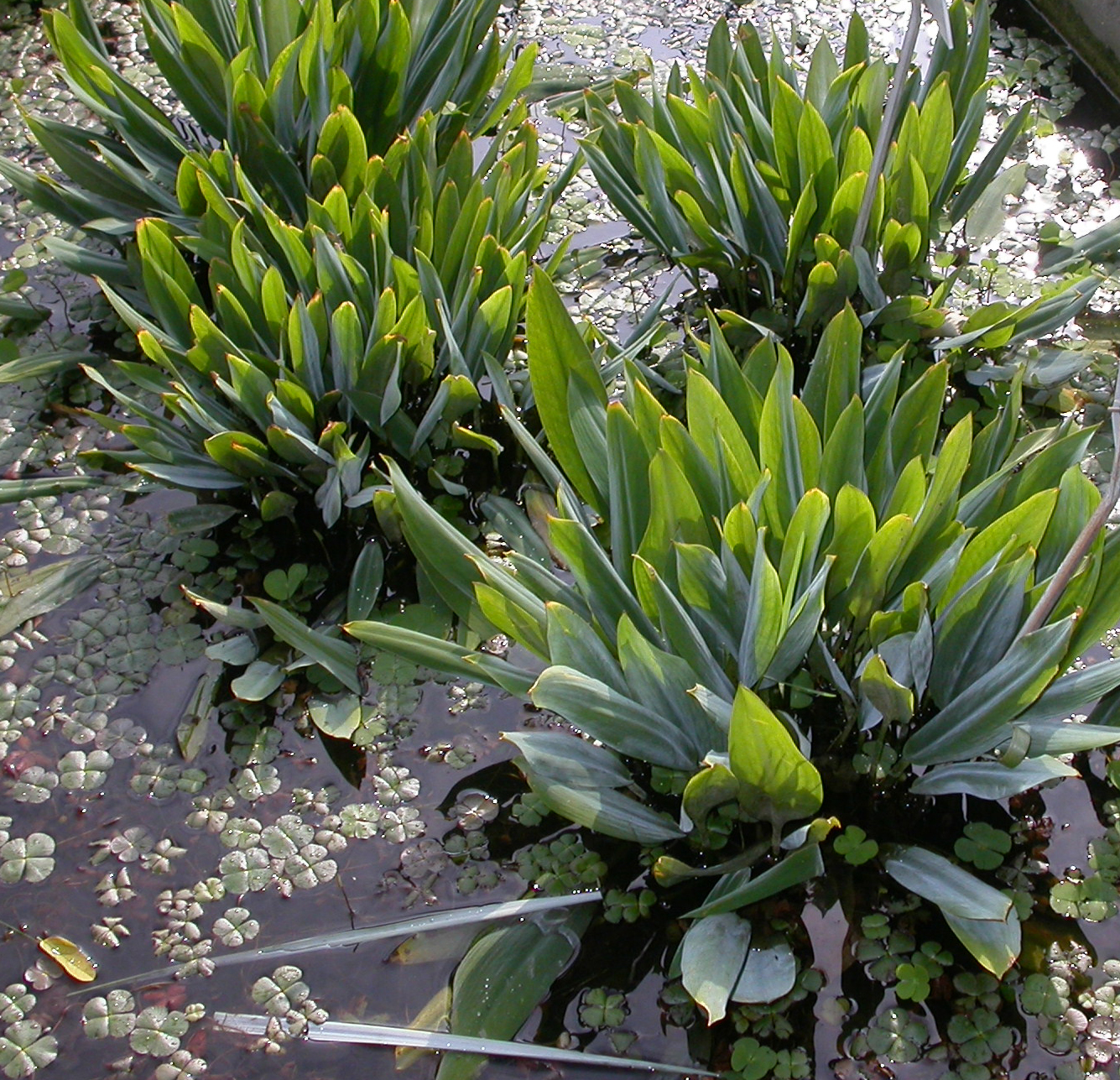 Araceae Orontium aquaticum
