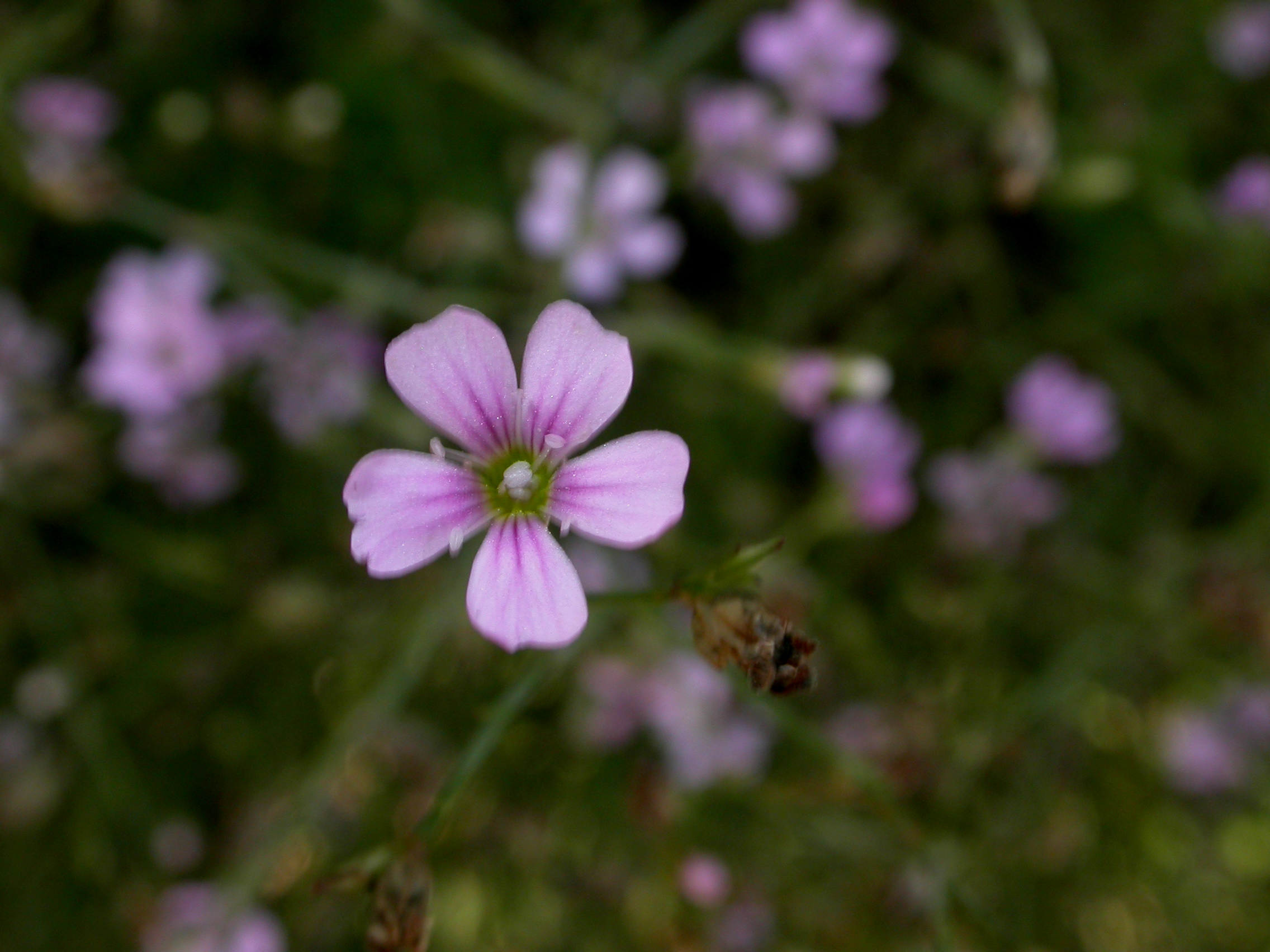 Caryophyllaceae Petrorhagia saxifraga