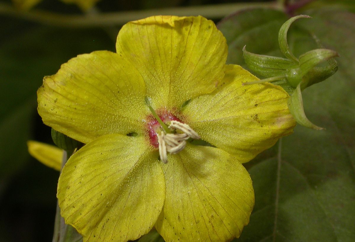 Primulaceae Lysimachia punctata