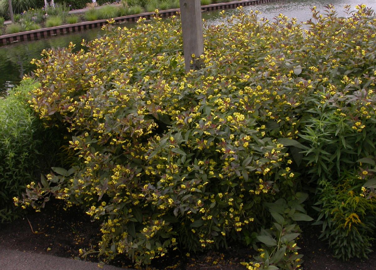 Primulaceae Lysimachia punctata