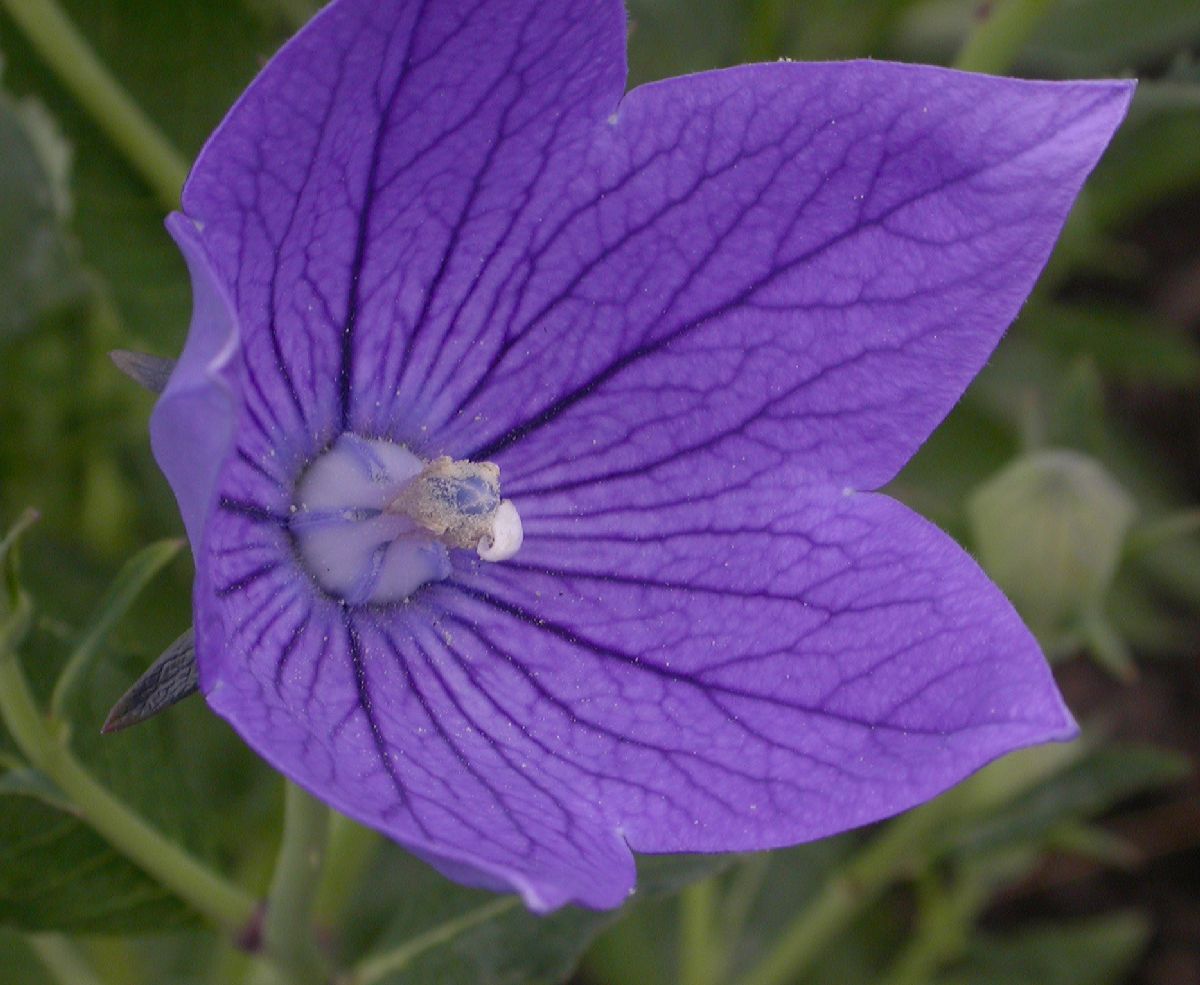 Campanulaceae Platycodon grandiflorus